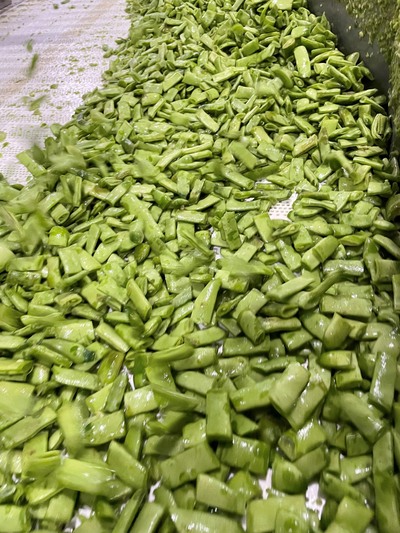 Vegetable grower sorts out canned green bean processing