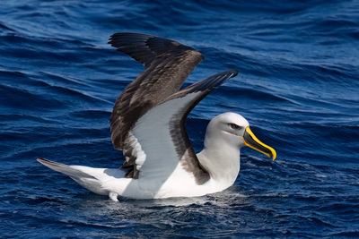 bullers albatross rohan clarke monash university
