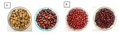 legume study by Monash University
