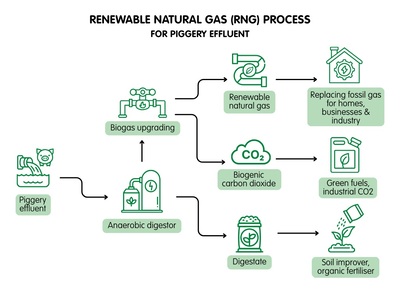 Renewable Natural Gas RNG Process for Piggery Effluent