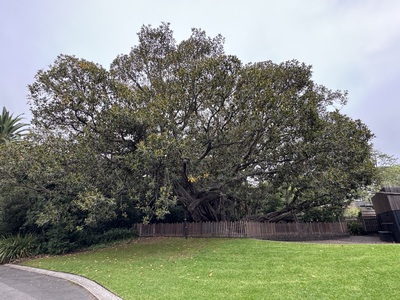 Ficus Macrophylla at Carousel Park