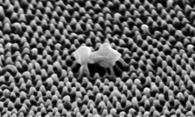 Microscope image of a virus cell being ruptured by the nanotextured surface. Credit: RMIT